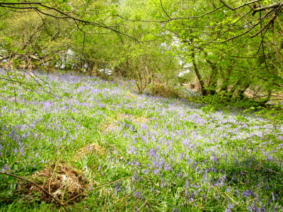 Carpets  of  English  Bluebells.