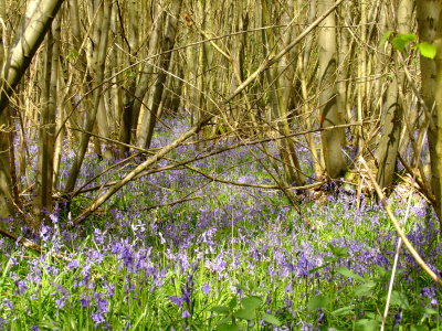 Bluebells  in  Shadwell  Wood.