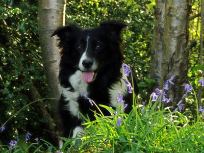 Lady , posing, with bluebells.