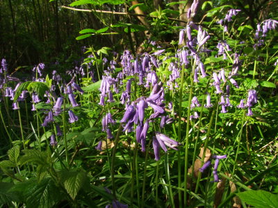 Bluebells  in  High  Wood.