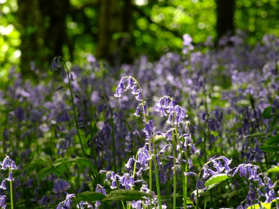 English  bluebells  in  sunlight.