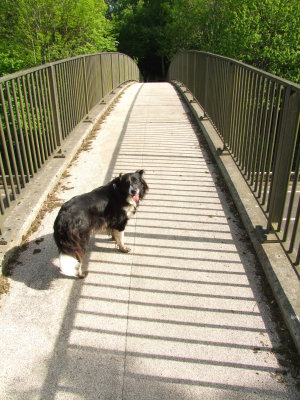 Lady crossing the A 21 Pembury by-pass