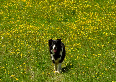 Lady  in a sea of buttercups