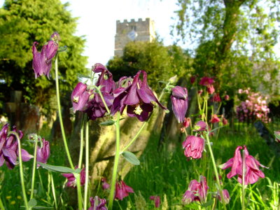 Aquilegia  in  All  Saints  Churchyard.