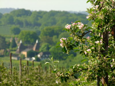 Apple  blossom , with  Hononton  Farm  behind.