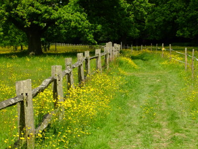 Fenced  footpath  in  Shirrenden  Grounds.