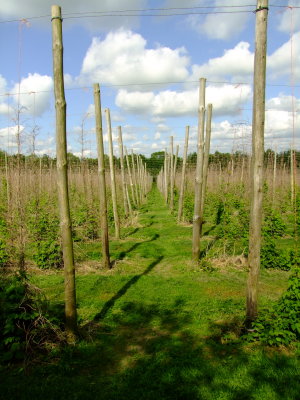 Hop  poles  eagerly  anticipating  this  years  growth.