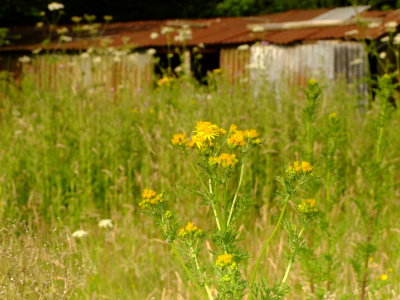 The  old  rusty  barn.