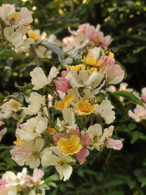 Multi  coloured  blossom.