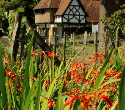 Montbretia , with Benenden School, South Lodge behind.