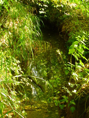 A  lovely  stream , just  about  the  only  stream , flowing, today.