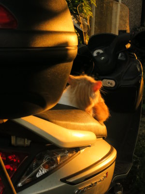 Cat  on  bike, at  sunset.