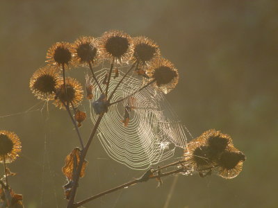 Teasels  and  spiders'  webs  in  morning  sunlight.