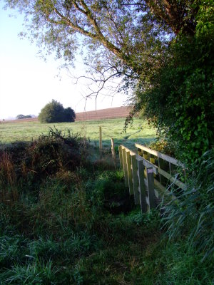 Footbridge by a tree.