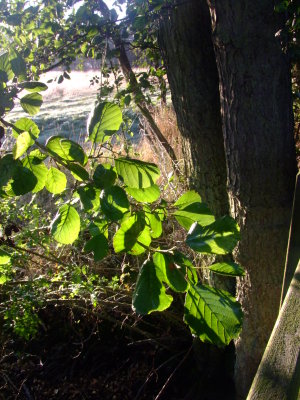 Early sunlight and shadows.