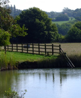 Fence  reflected  in  farm  pond.