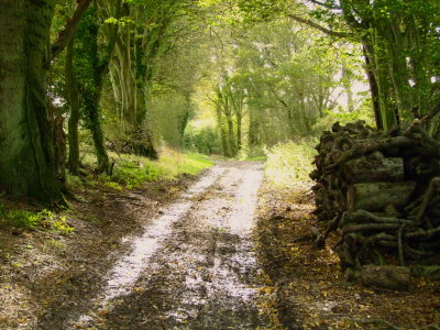 Farm  track  to  the  in-nominate  farm (ruin).