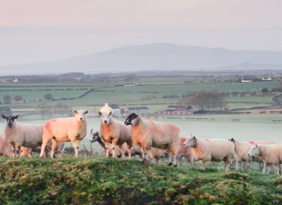 The  locals , congregating.............