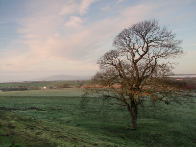 Trailtrow  to  Criffel.