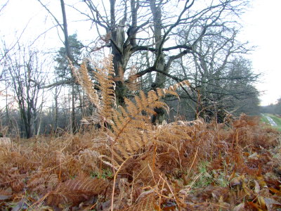 Bracken  in  Knole  Park