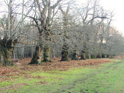 A  row  of  wonderfully  old  oaks.