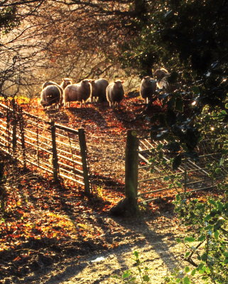 Sheep  hiding  from  the  sunshine.