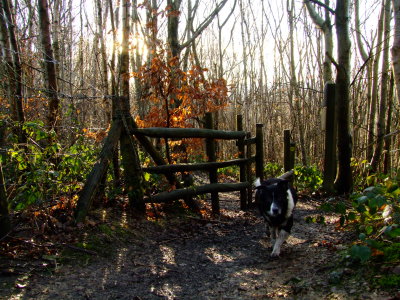 Lady , my Collie , at  the  stile.
