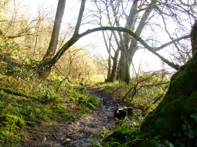 The  Greensand  Way  footpath  through  woodland.