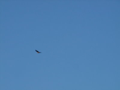 I took this shot,to show that the heron shot,just t'other day,was a fluke.