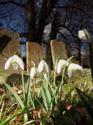 Snowdrops  amongst  the  gravestones