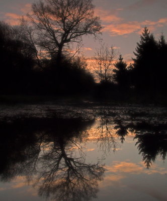 Dawn  light  reflected  in  a  puddle.