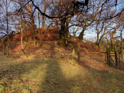 Lochwood  motte , amongst  the  ancient  oaks.