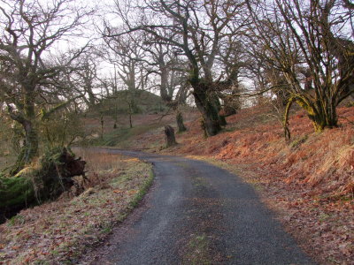 Lochwood  motte  from  the ancient  oaks.