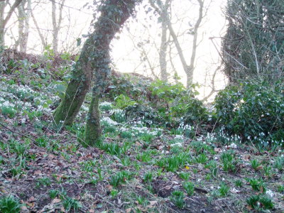 Snowdrops  on  the  motte (1)