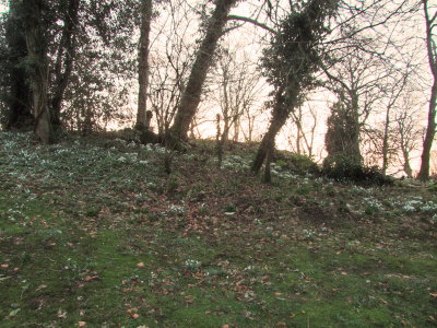 Snowdrops  on  the  motte  (2)