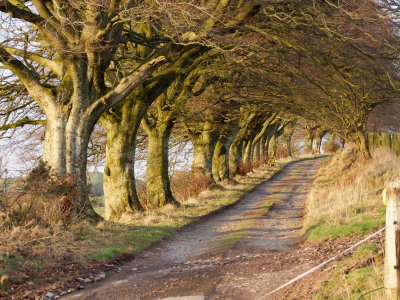 Avenue  by  the  old ( coach ) road