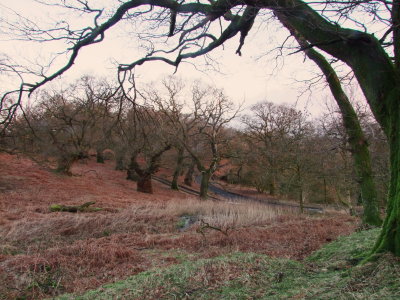 The  ancient  oaks , from  the  base  of  the  motte.