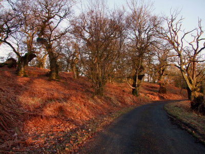 Ancient  oaks  by  the  roadside.