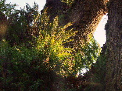 Ferns  living  on  the  trees