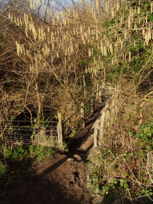 Catkins  overhang  the  footbridge.