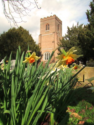 Daffodils  in  the  churchyard.