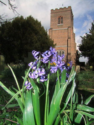 Mauve  hyacinths  by  the  tower.