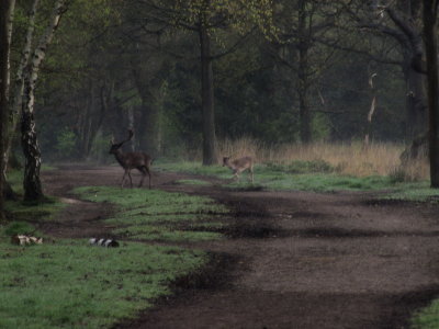 Stag  and  doe