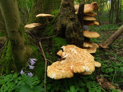 Bread  fungi