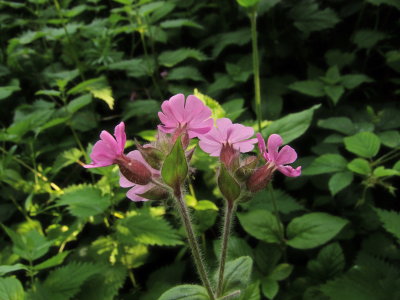 A  bunch  of  Red  Campion.