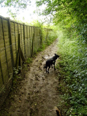 Greensand  Way  path  to  Lughorse  Lane.