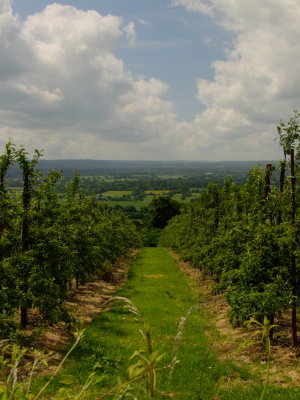 A  fine  vista , through  the  orchard.