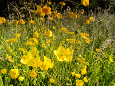 Buttercups  in  the  morning.
