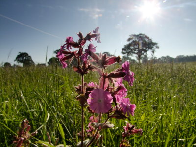 Almost  silhouetted.  Red Campion
