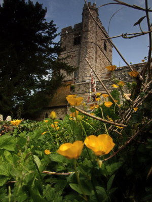 Church tower  and  buttercups.